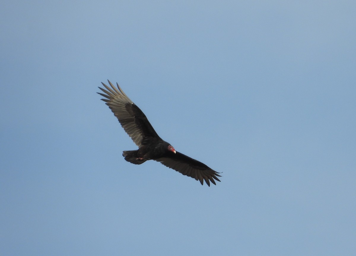 Turkey Vulture - ML647216774