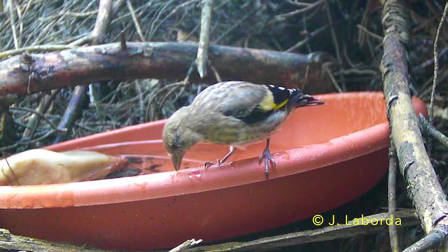 Jilguero Europeo - ML647216776