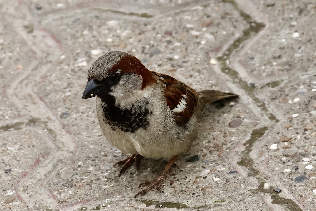 דרור הבית - ML647216779
