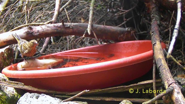 Serín Verdecillo - ML647216780