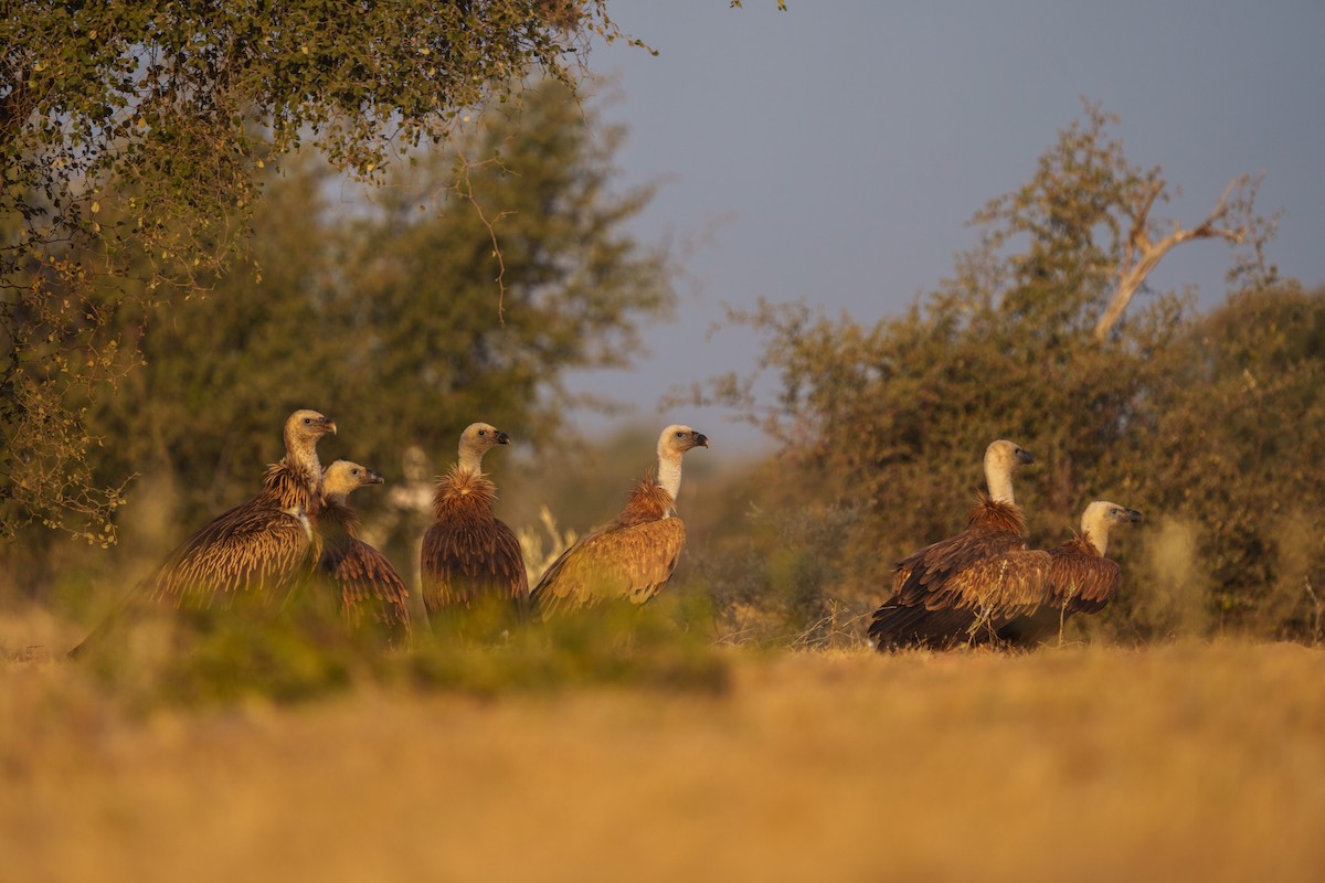 Eurasian Griffon - ML647216781