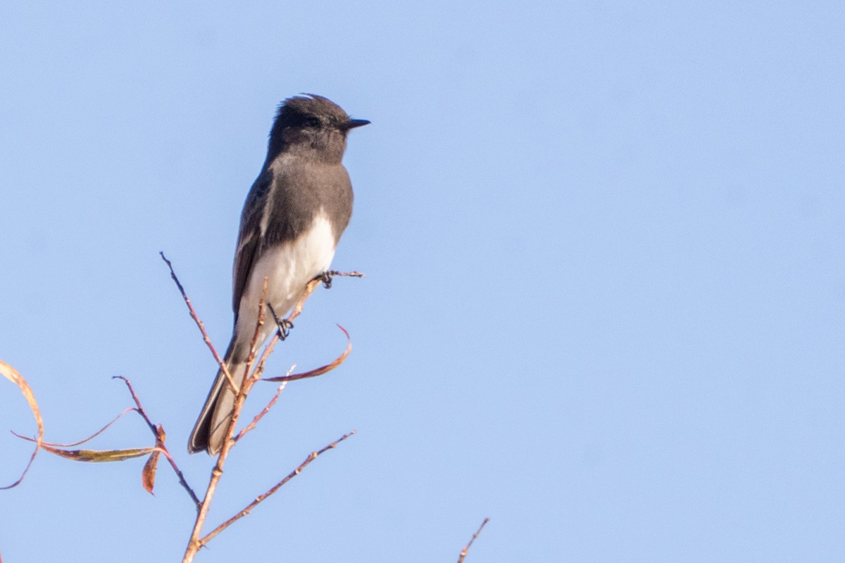 Black Phoebe - ML647216794