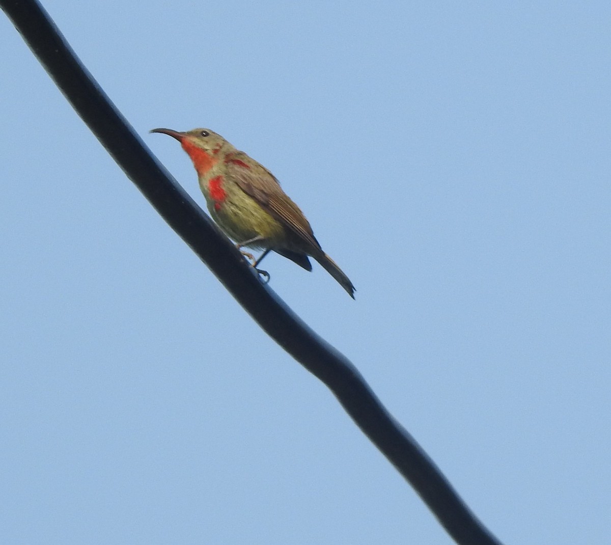 Crimson Sunbird - ML647216806