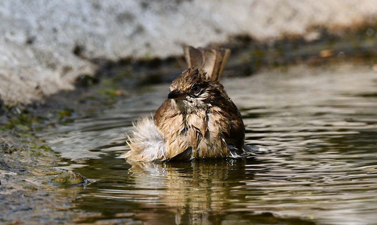 Streak-eared Bulbul - ML647216813