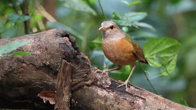Blue-rumped Pitta - ML647216814