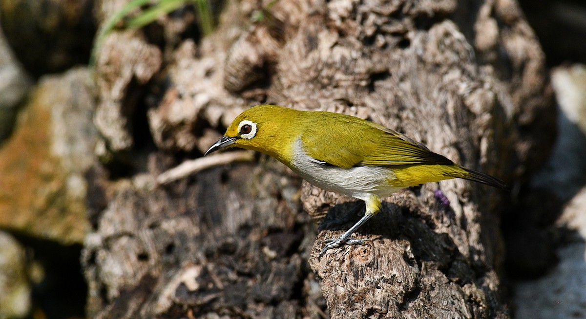 斯氏繡眼(綠繡眼) - ML647216818