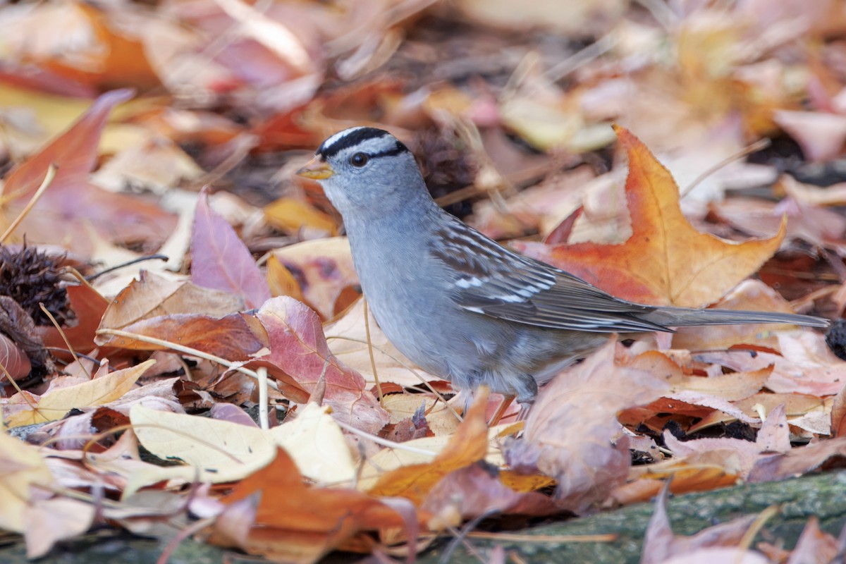 White-crowned Sparrow - ML647216821