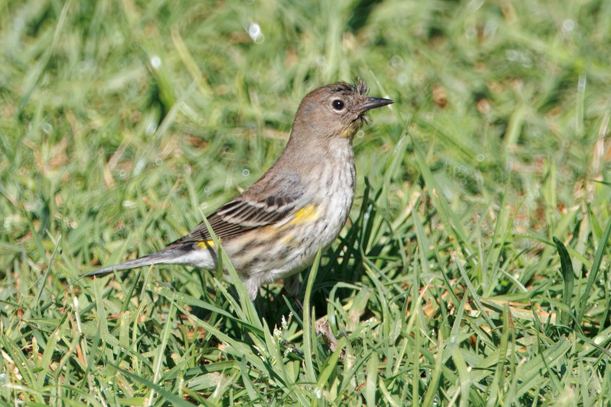 Yellow-rumped Warbler - ML647216822