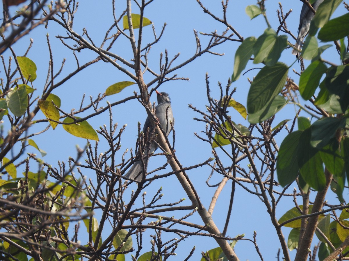 紅嘴黑鵯 - ML647216823