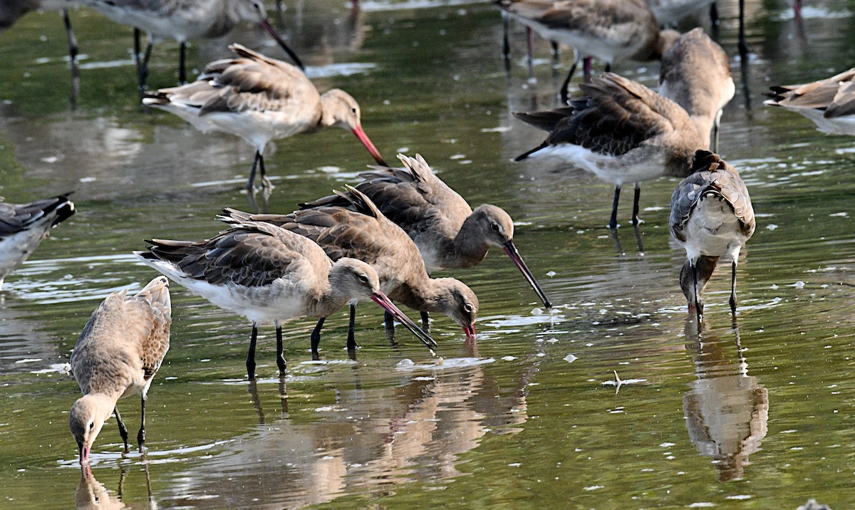 黑尾鷸 - ML647216824