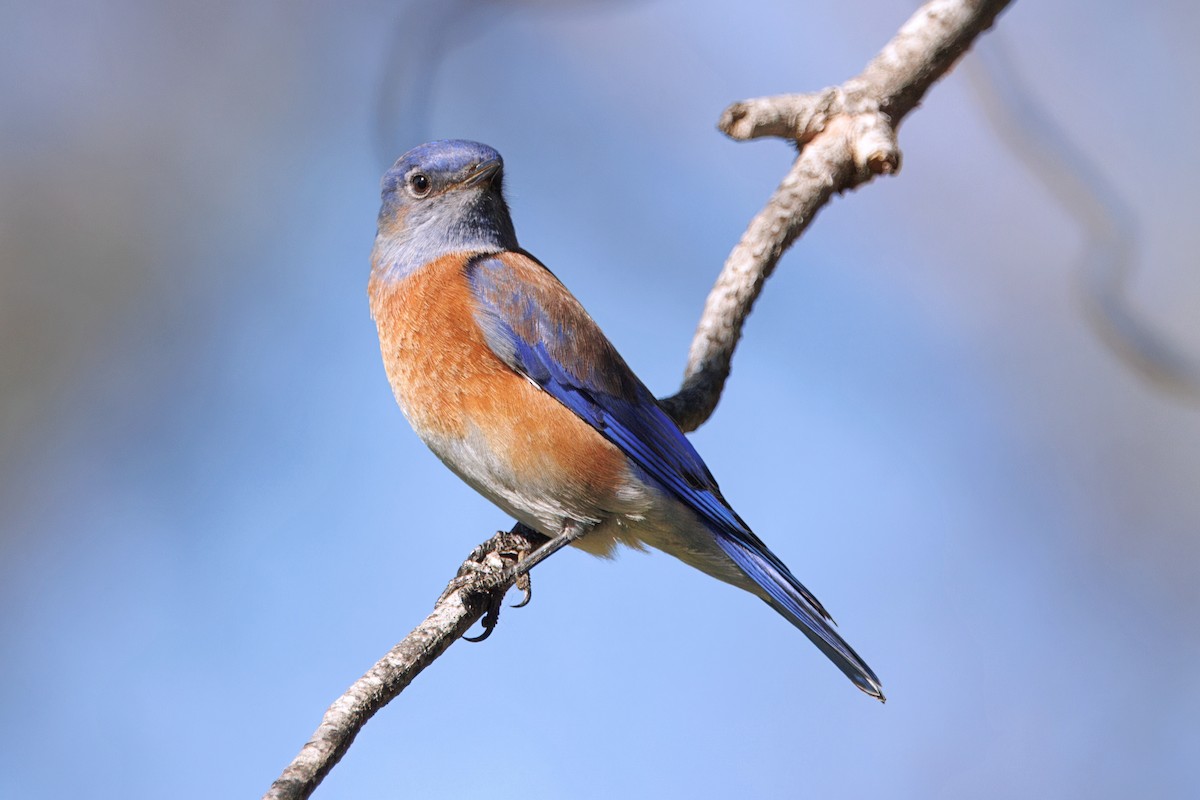 Western Bluebird - ML647216825