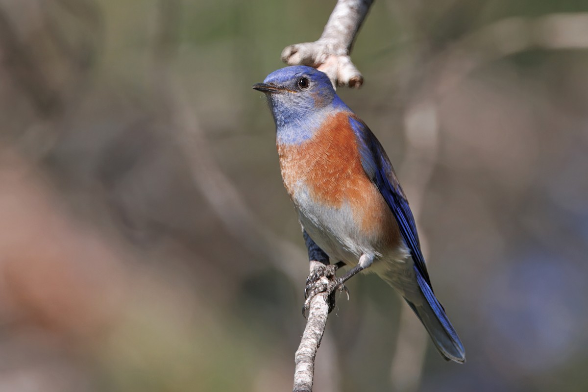 Western Bluebird - ML647216826