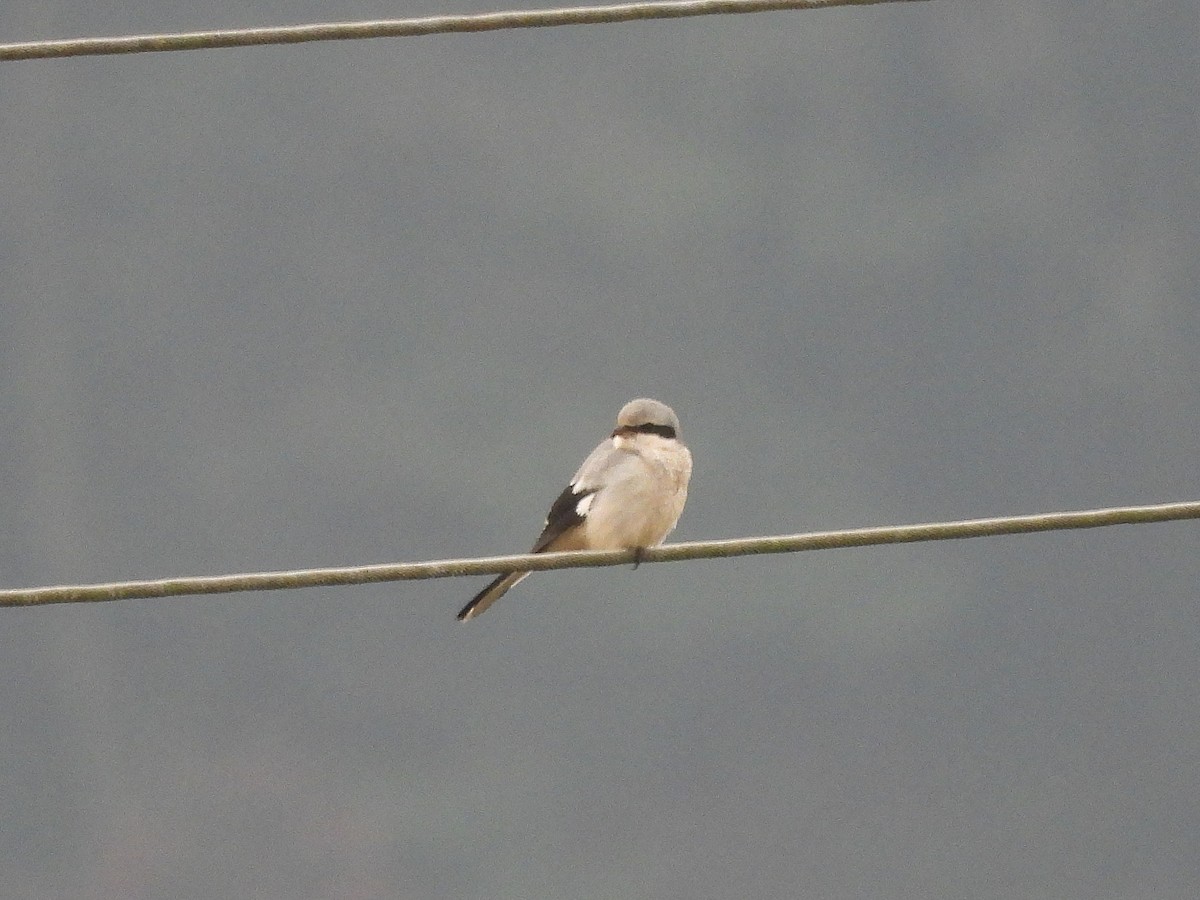 西方灰伯勞 - ML647216827