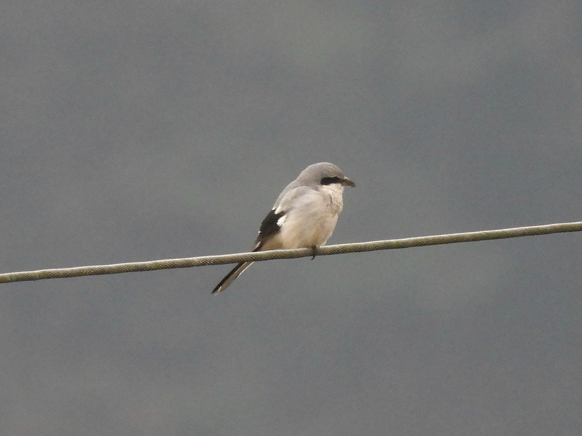 西方灰伯勞 - ML647216828