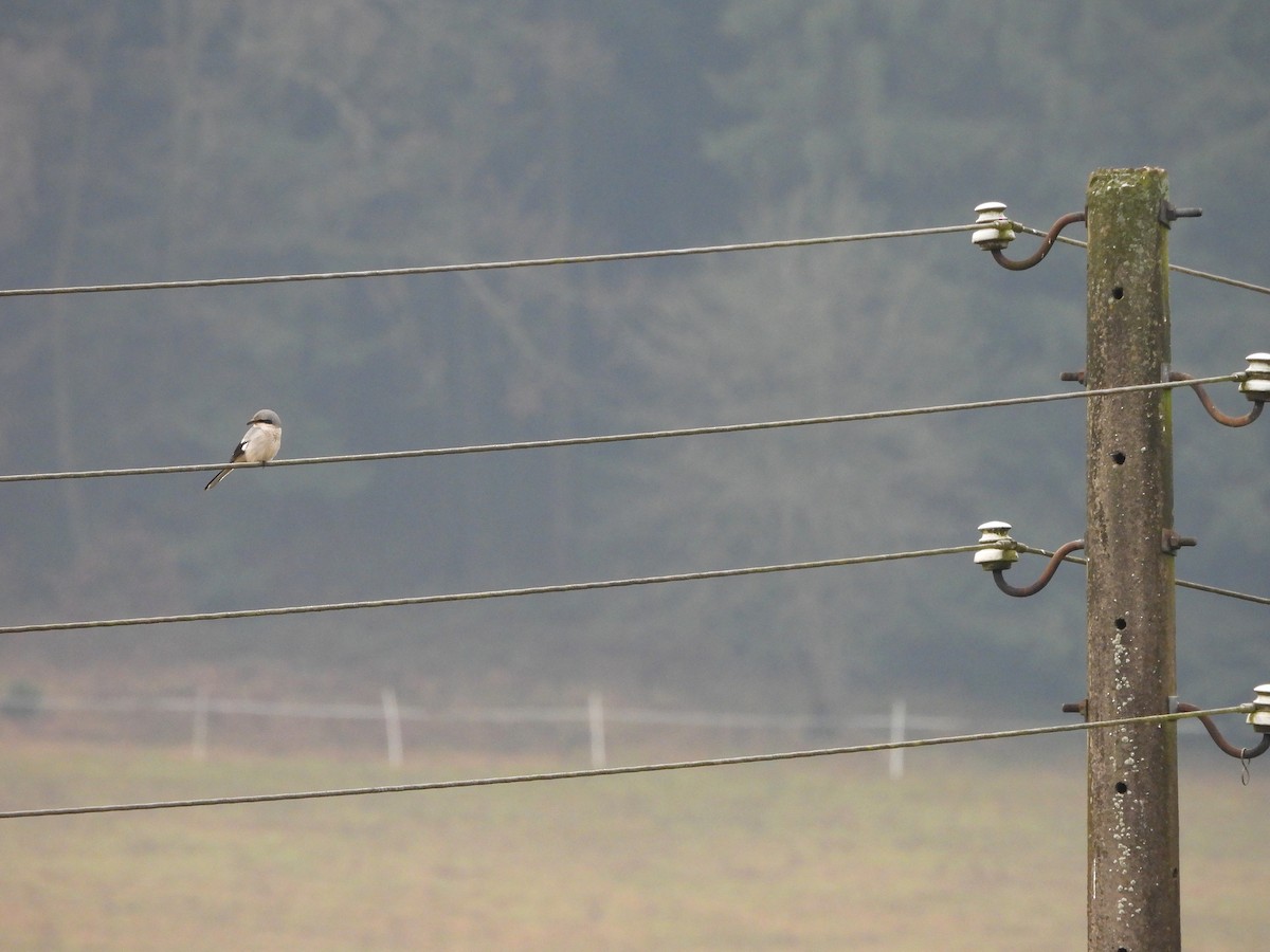 西方灰伯勞 - ML647216829