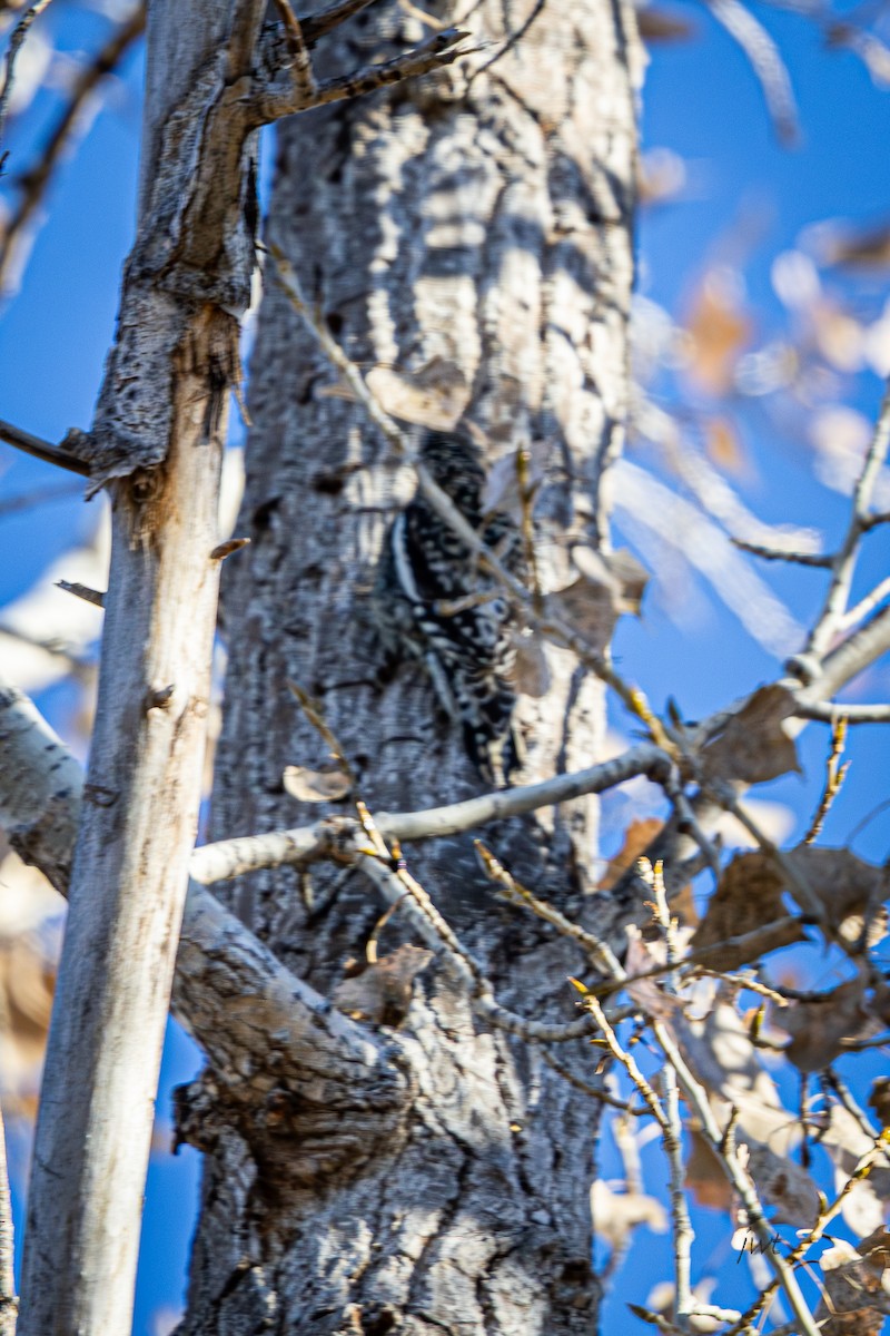Yellow-bellied Sapsucker - ML647216830