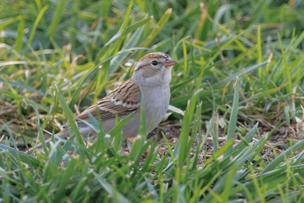 Chipping Sparrow - ML647216831