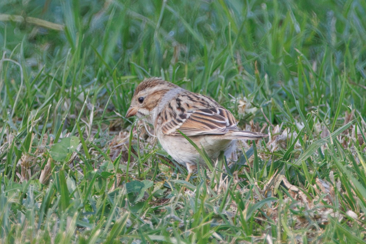 Clay-colored Sparrow - ML647216832
