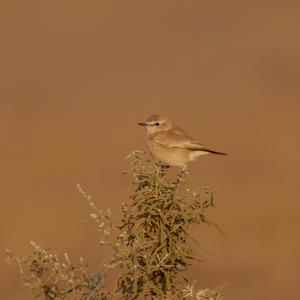 荒漠伯勞 - ML647216833