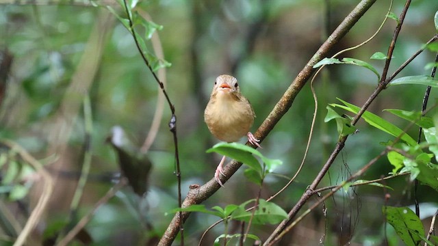 Puff-throated Babbler - ML647216834