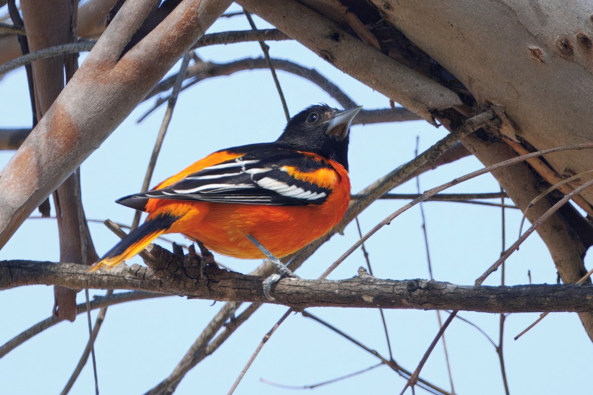 Baltimore Oriole - ML647216835