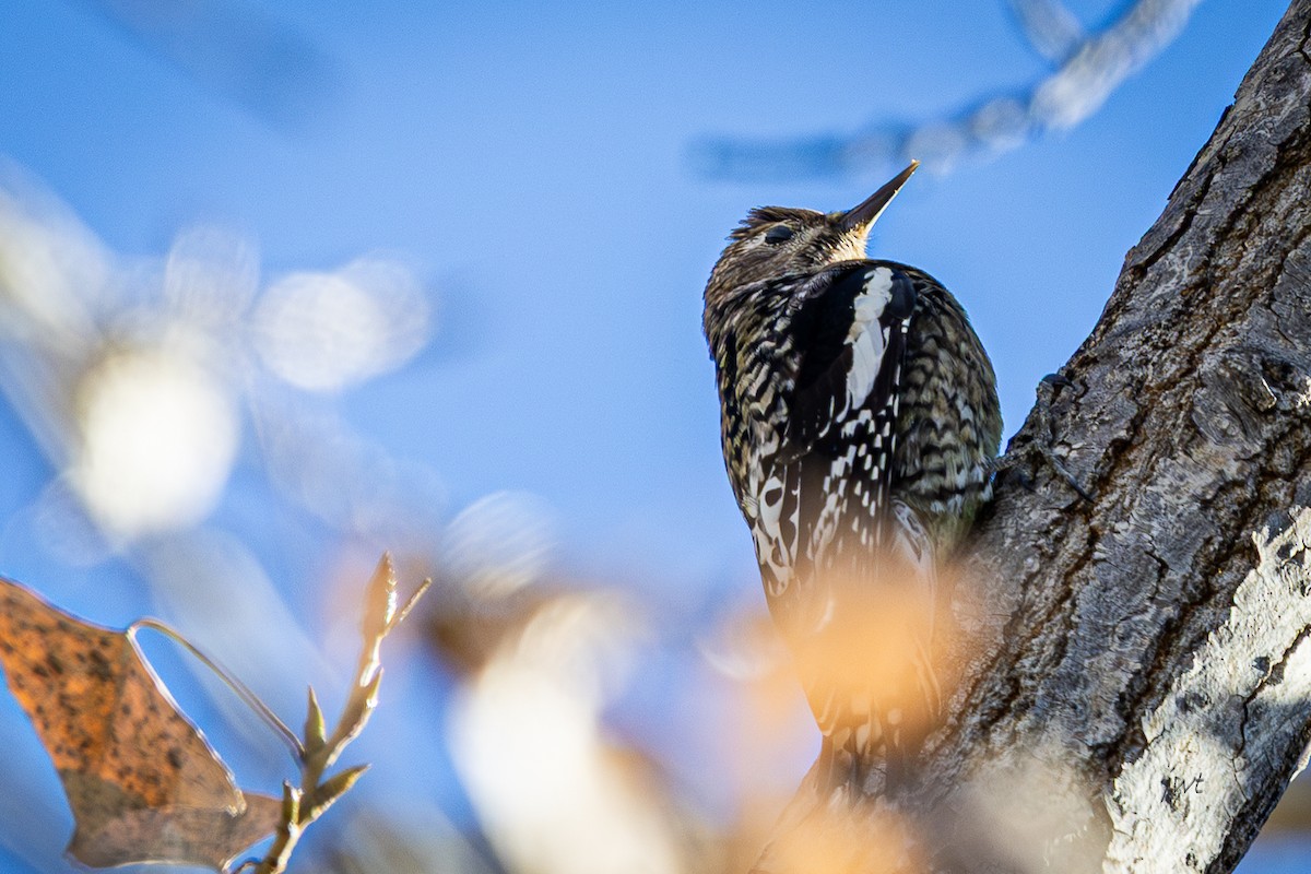 Yellow-bellied Sapsucker - ML647216836