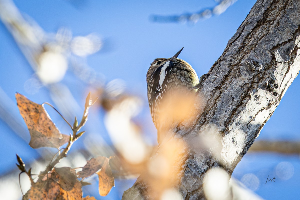 Yellow-bellied Sapsucker - ML647216837