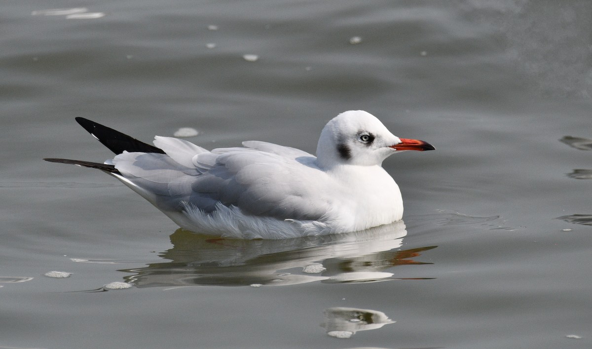 棕頭鷗 - ML647216838