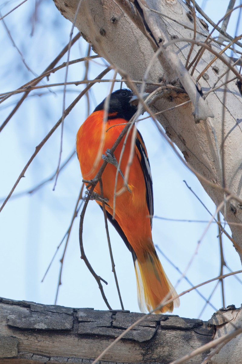 Baltimore Oriole - ML647216839
