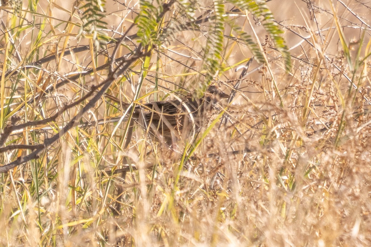 Brewer's Sparrow - ML647216840