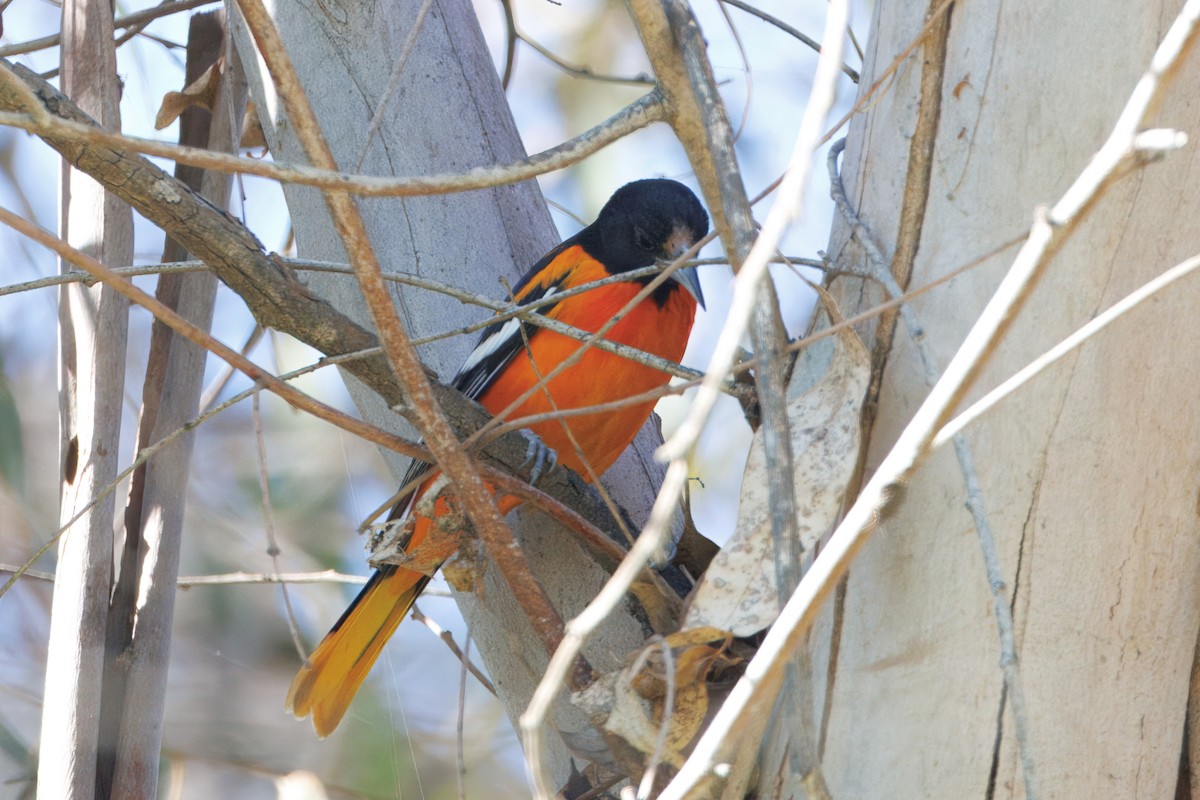 Baltimore Oriole - ML647216841