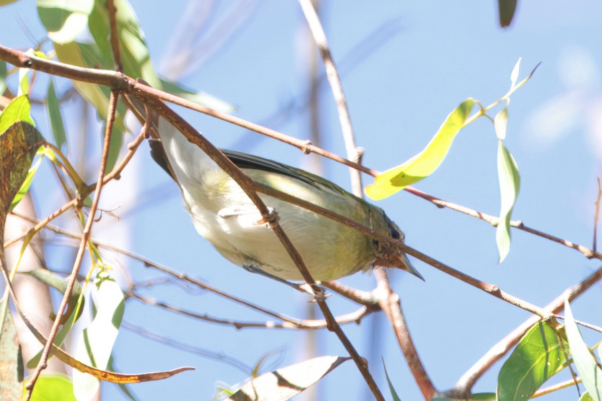 Tennessee Warbler - ML647216842