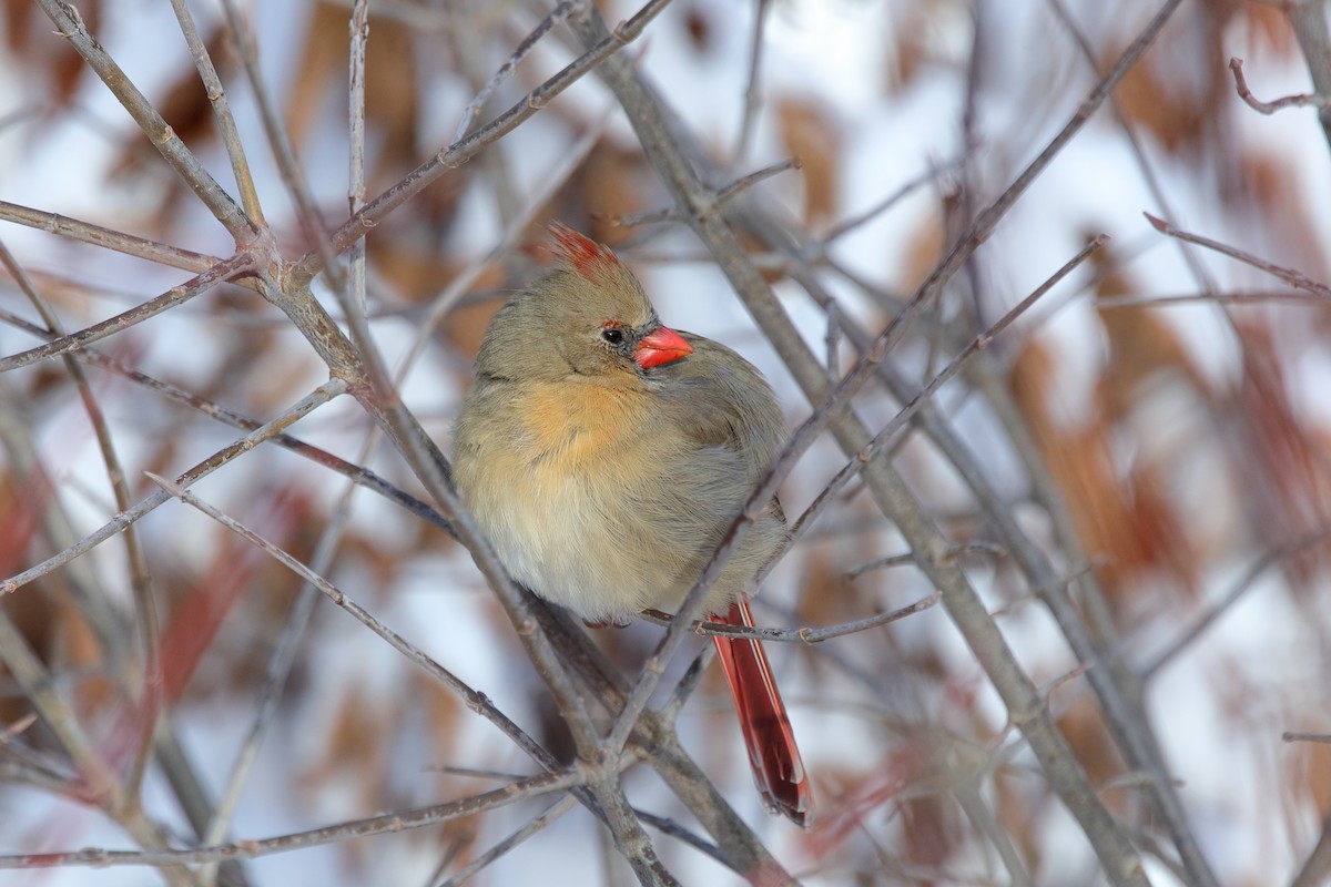 Northern Cardinal - ML647216843