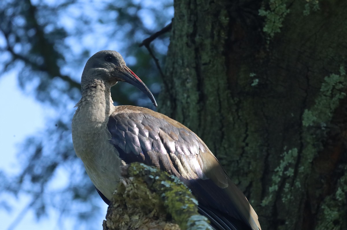 Хагедаш - ML647216846