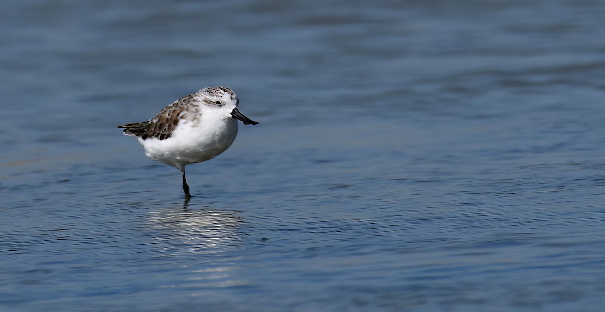 Spoon-billed Sandpiper - ML647216852
