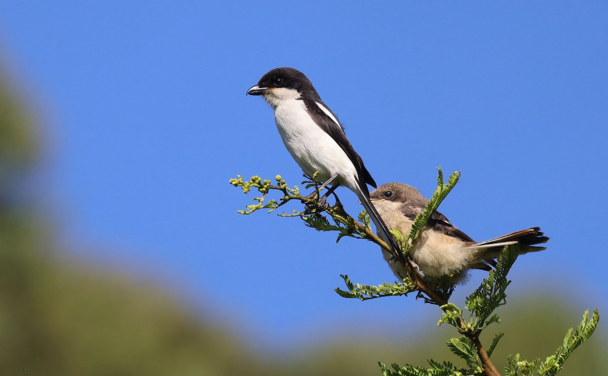 Southern Fiscal - ML647216854