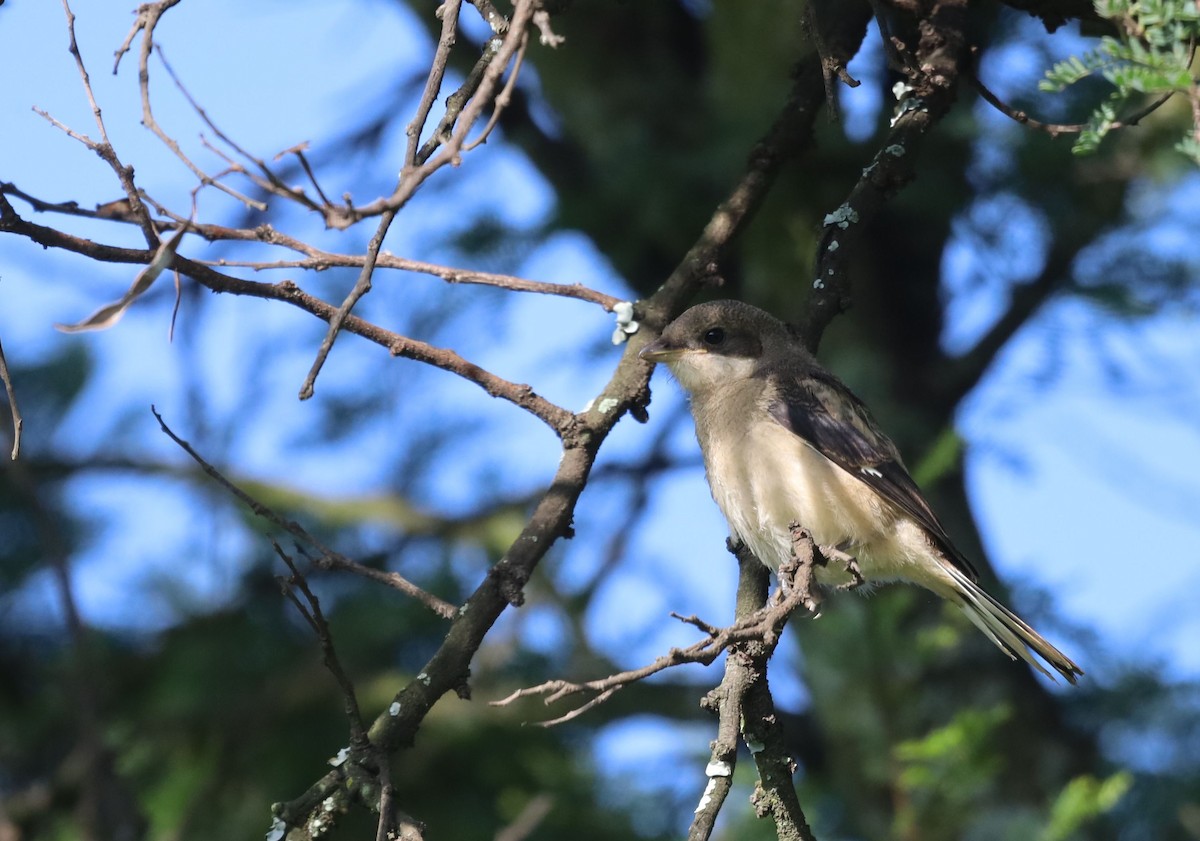 Southern Fiscal - ML647216855