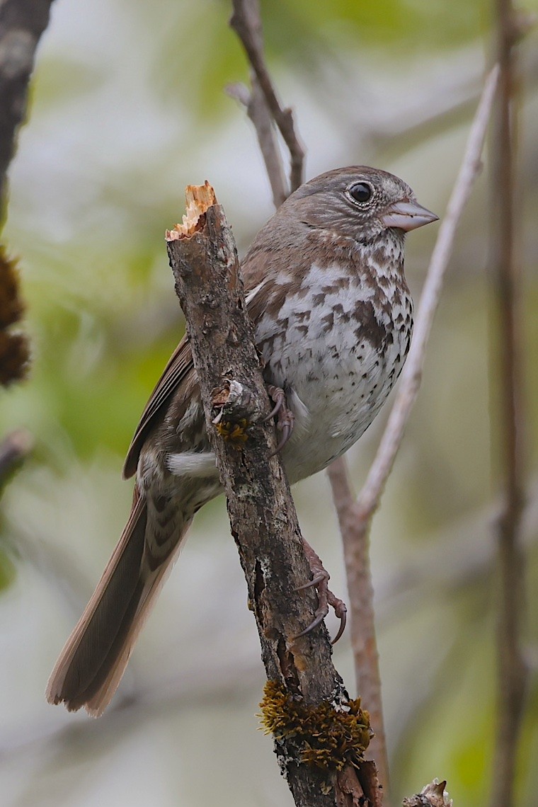Fox Sparrow (Sooty) - ML647216856