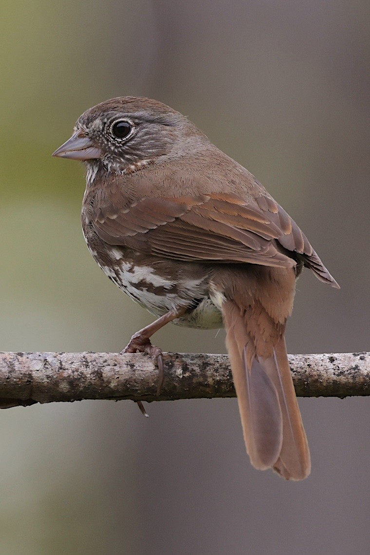 Fox Sparrow (Sooty) - ML647216857