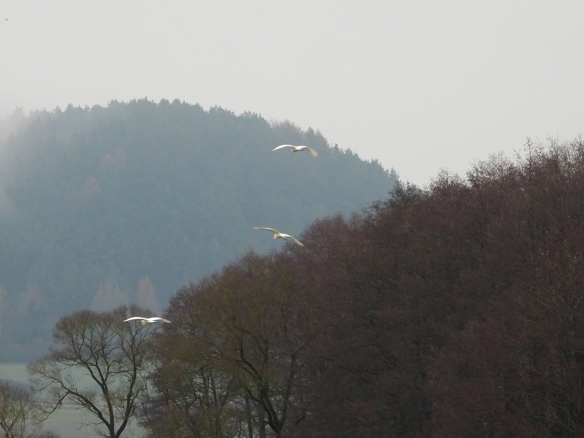 Great Egret - ML647216858