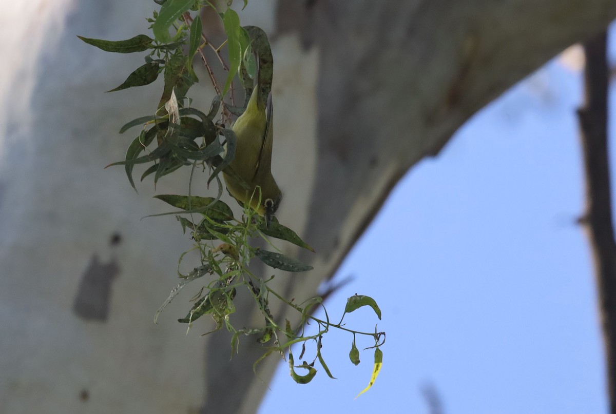 Cape White-eye - ML647216859