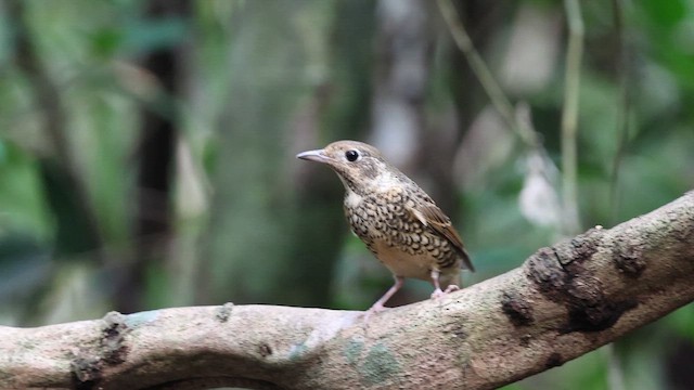 Roquero Gorjiblanco - ML647216860