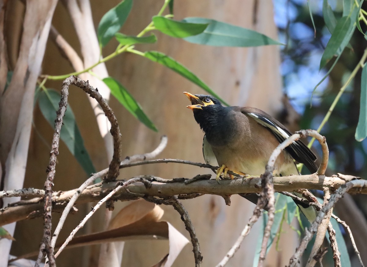 Common Myna - ML647216861