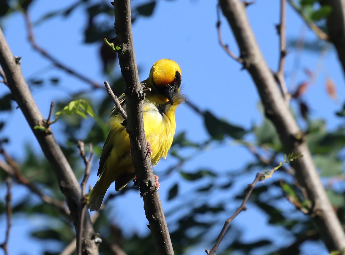 Southern Masked-Weaver - ML647216862