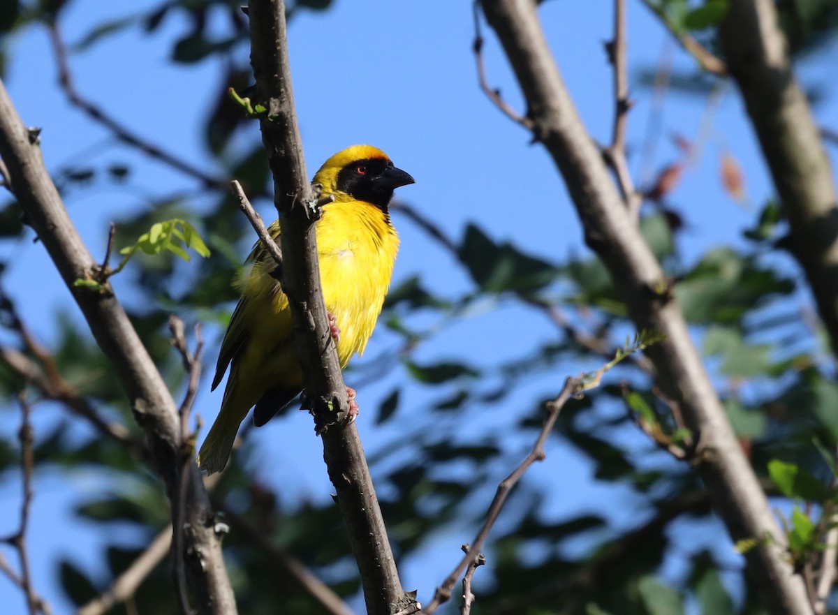 Southern Masked-Weaver - ML647216863