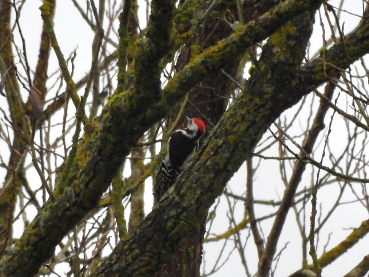 Middle Spotted Woodpecker - ML647216864