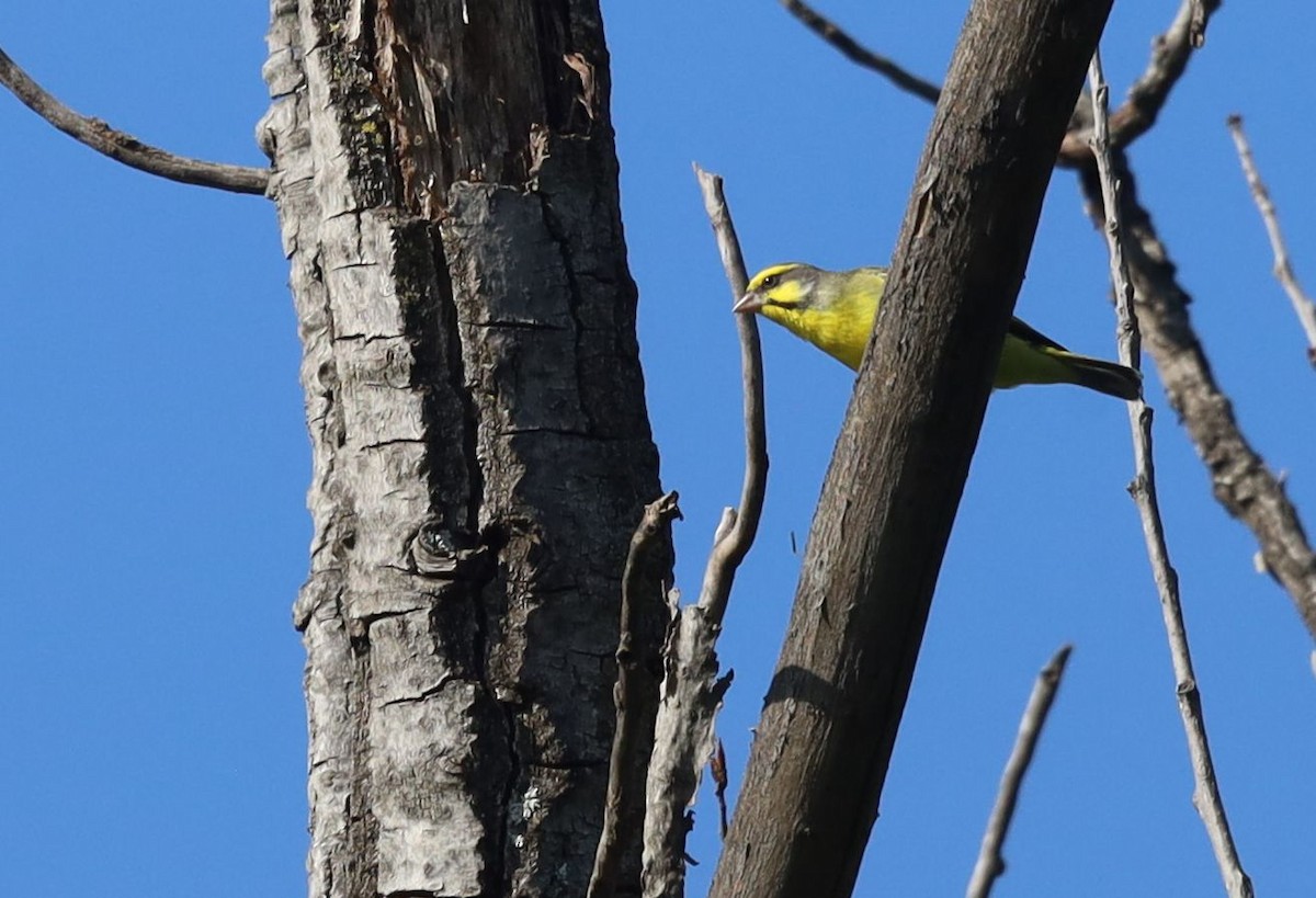 Yellow-fronted Canary - ML647216865