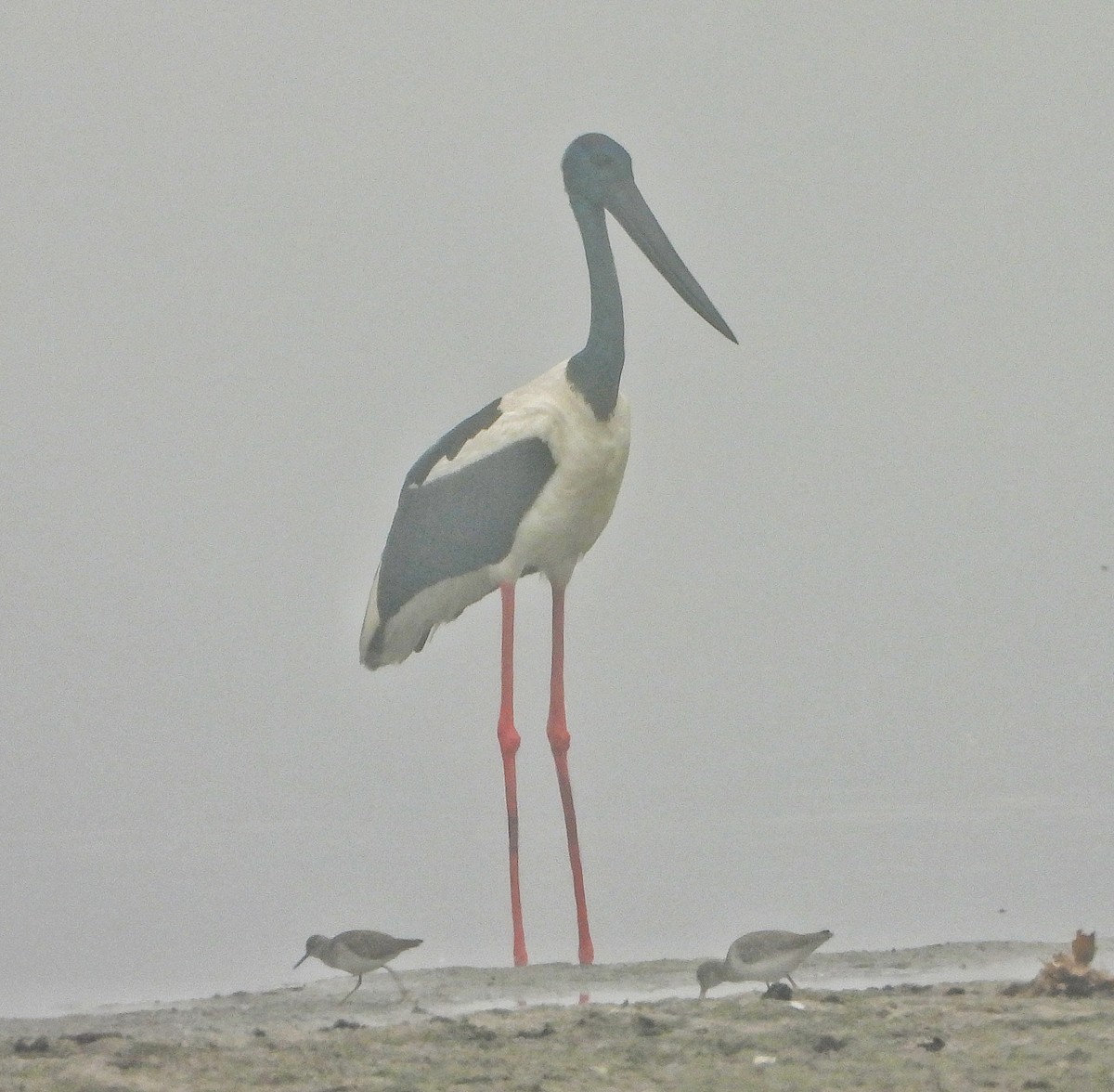 Black-necked Stork - ML647216866