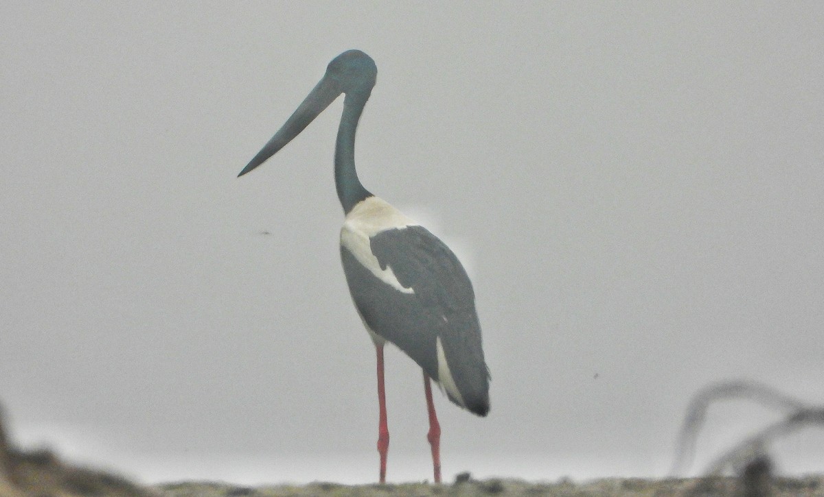 Black-necked Stork - ML647216867