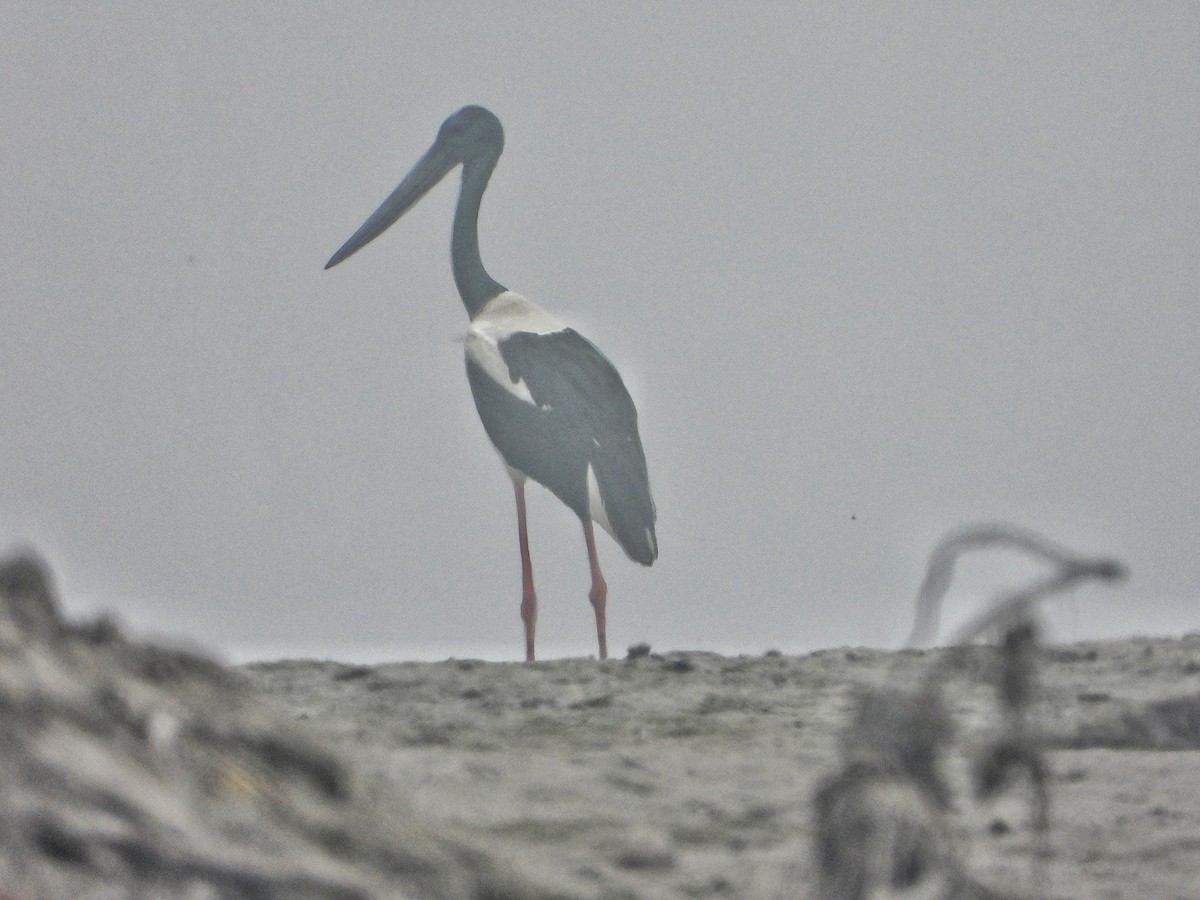 čáp černokrký - ML647216868